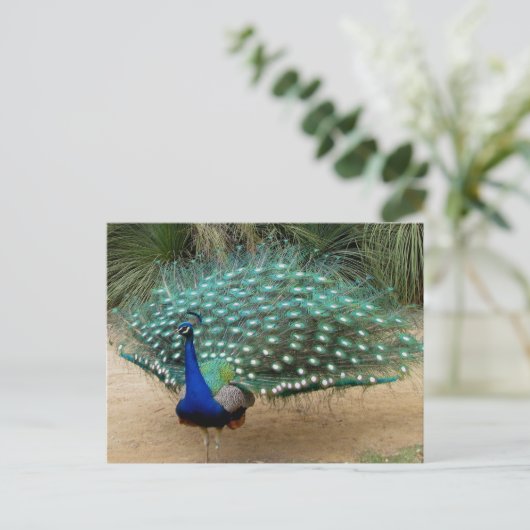 Mooie Peacock Briefkaart (Staand voorkant)