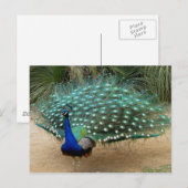 Mooie Peacock Briefkaart (Voorkant / Achterkant)