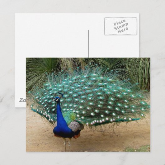 Mooie Peacock Briefkaart (Voorkant / Achterkant)
