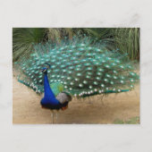 Mooie Peacock Briefkaart (Voorkant)