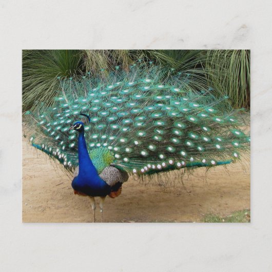 Mooie Peacock Briefkaart (Voorkant)