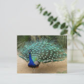 Mooie Peacock Briefkaart (Staand voorkant)