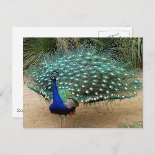 Mooie Peacock Briefkaart (Voorkant / Achterkant)