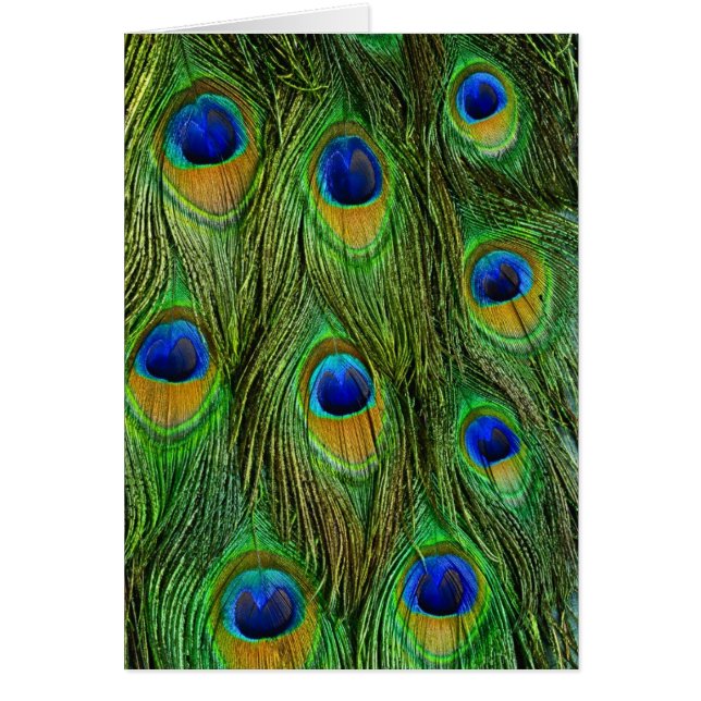 Mooie Peacock Feathers (Voorkant)