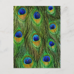 Mooie Peacock Feathers Briefkaart