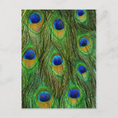 Mooie Peacock Feathers Briefkaart (Voorkant)