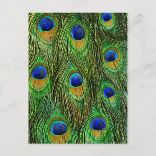 Mooie Peacock Feathers Briefkaart (Voorkant)