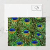 Mooie Peacock Feathers Briefkaart (Voorkant / Achterkant)