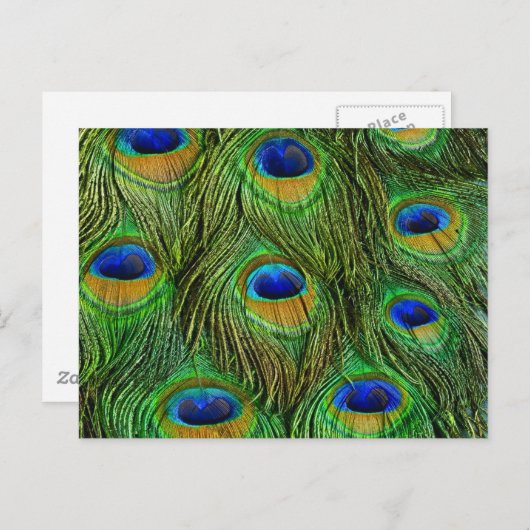 Mooie Peacock Feathers Briefkaart (Voorkant / Achterkant)