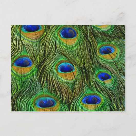 Mooie Peacock Feathers Briefkaart (Voorkant)