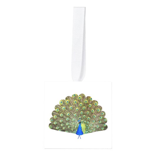 Mooie Peacock Feathers Decoratie (Voorkant)