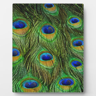 Mooie Peacock Feathers Fotoplaat