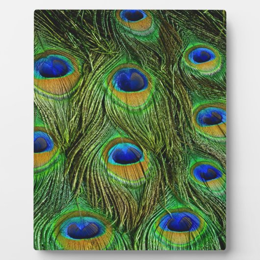 Mooie Peacock Feathers Fotoplaat (Voorkant)