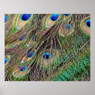 Mooie Peacock Feathers Poster