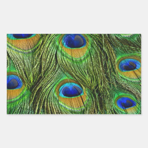 Mooie Peacock Feathers Rechthoekige Sticker