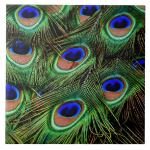 Mooie Peacock Feathers Tegeltje