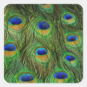 Mooie Peacock Feathers Vierkante Sticker