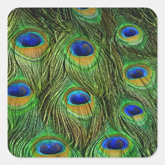 Mooie Peacock Feathers Vierkante Sticker (Voorkant)