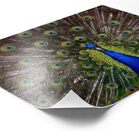 Mooie Peacock Foto Afdruk (Hoek)