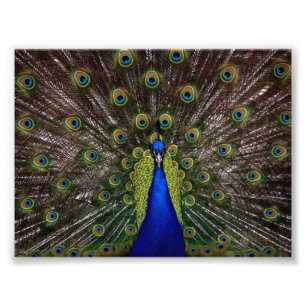 Mooie Peacock Foto Afdruk