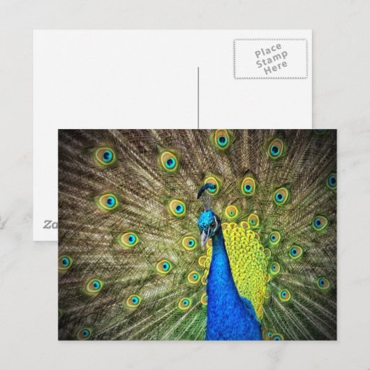 Mooie Peacock-foto Briefkaart (Voorkant / Achterkant)
