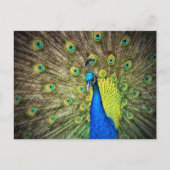 Mooie Peacock-foto Briefkaart (Voorkant)