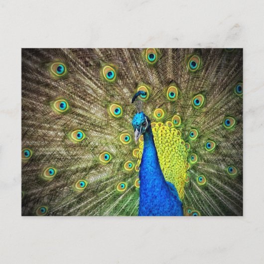 Mooie Peacock-foto Briefkaart (Voorkant)