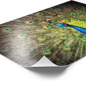 Mooie Peacock-foto Foto Afdruk (Hoek)