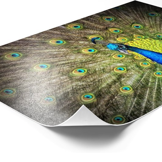 Mooie Peacock-foto Foto Afdruk (Hoek)