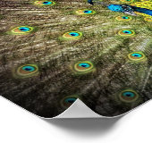 Mooie Peacock-foto Poster (Hoek)