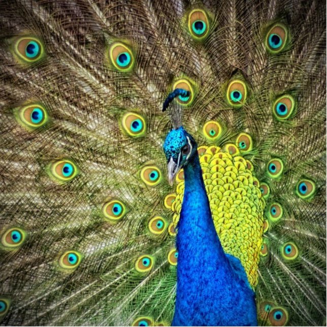 Mooie Peacock-foto Staand Fotobeeldje (Voorkant)