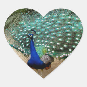 Mooie Peacock Hart Sticker