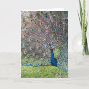 Mooie Peacock Kaart