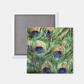 Mooie Peacock Magneet (Voorkant / Achterkant)