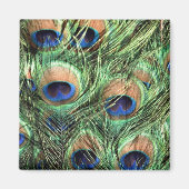 Mooie Peacock Magneet (Voorkant)