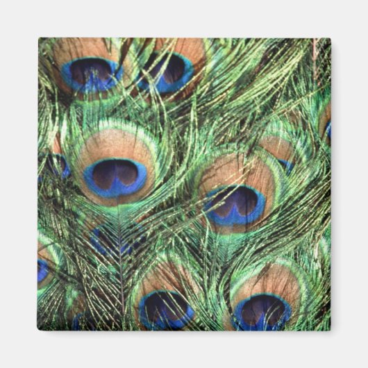 Mooie Peacock Magneet (Voorkant)