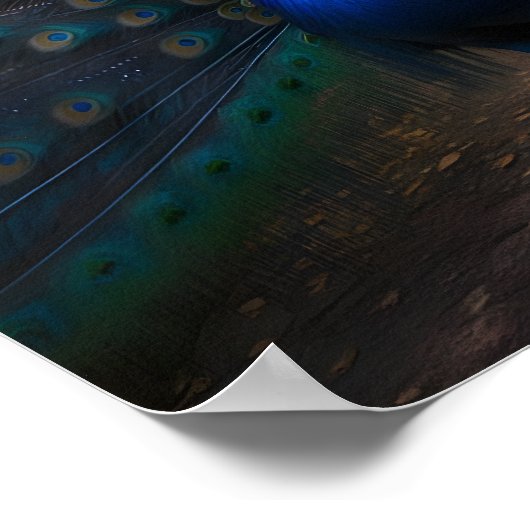 Mooie Peacock met een kleurrijke staart Poster (Hoek)