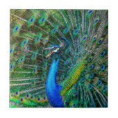 Mooie Peacock met open veren Tegeltje (Voorkant)