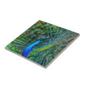 Mooie Peacock met open veren Tegeltje (Zijkant)