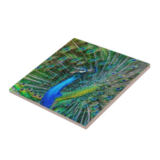 Mooie Peacock met open veren Tegeltje (Zijkant)
