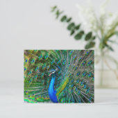 Mooie Peacock met zijn Tail Feathers Open Briefkaart (Staand voorkant)