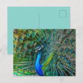 Mooie Peacock met zijn Tail Feathers Open Briefkaart (Voorkant / Achterkant)
