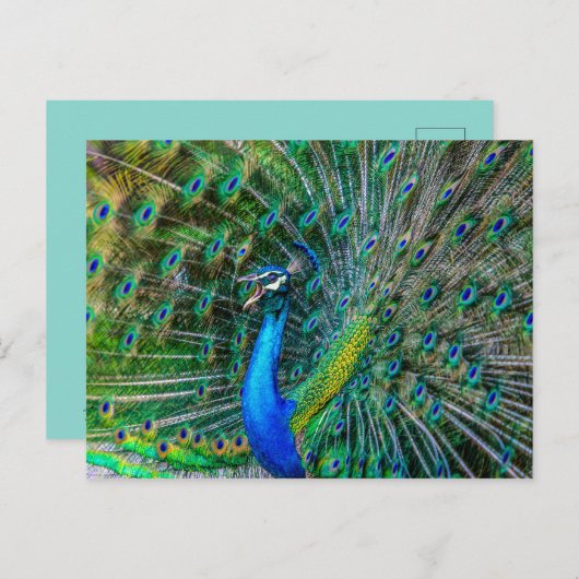 Mooie Peacock met zijn Tail Feathers Open Briefkaart (Voorkant / Achterkant)