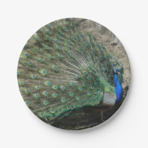 Mooie Peacock