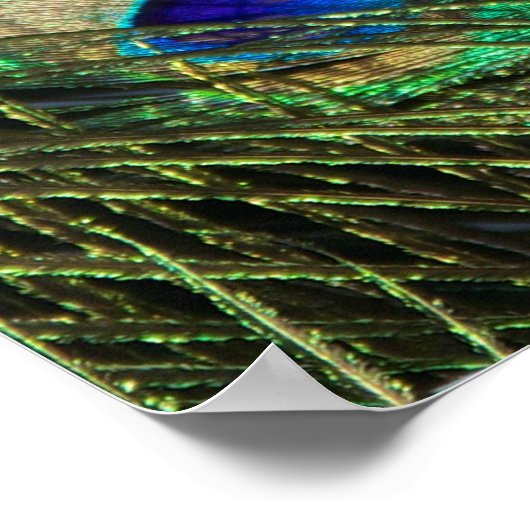 Mooie Peacock Poster (Hoek)