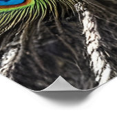 Mooie Peacock Poster (Hoek)