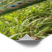 Mooie Peacock Poster (Hoek)