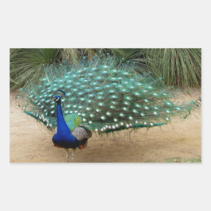 Mooie Peacock Rechthoekige Sticker
