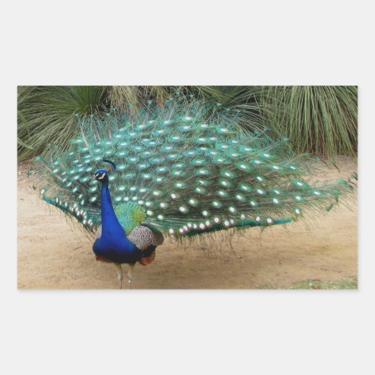 Mooie Peacock Rechthoekige Sticker (Voorkant)