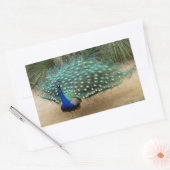 Mooie Peacock Rechthoekige Sticker (Envelop)